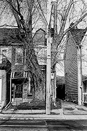 A big maple tree in a little garden