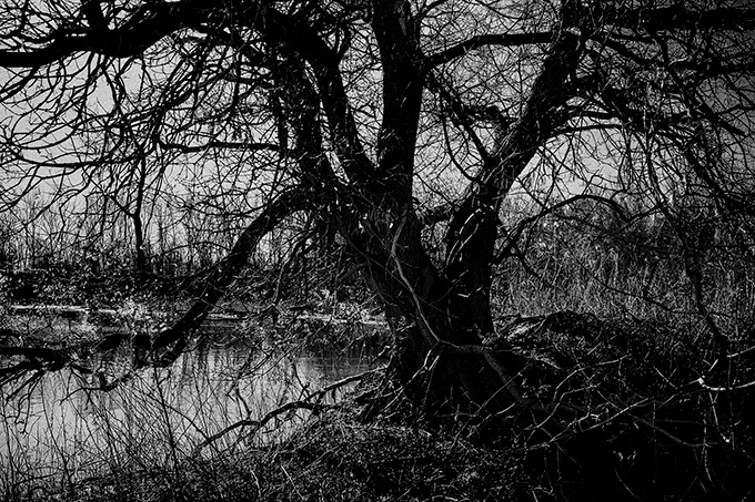 Tree at Tommy Thompson