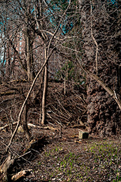 Gigantic Willow - Toronto